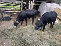 सांड, हेरफोर्ड — फ़ोटो 8