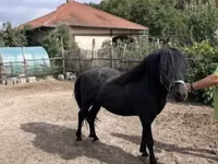 घोड़ा, Welsh Cob — फ़ोटो 1
