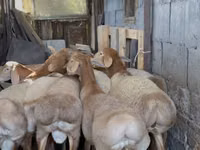 Widder, Arashan sheep — Foto 2