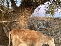 خيول (دفعة، الجنس غير محدد), الخيول — الصورة 3