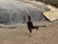Chickens — 2 зураг