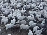 Хонь, Hampshire sheep — 2 зураг