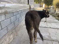 ثور, الماشية — الصورة 4
