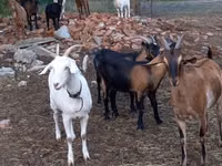 Cabra, Alpine goat — foto 8