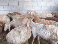 Oveja, Arashan sheep — foto 1