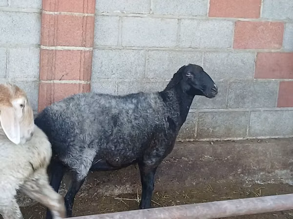 Oveja, Ovejas