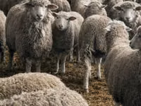 Sheep, Sheep — photo 3