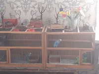 Taxta konstruksiyalı ikili quş qəfəsi - Material: möhkəm taxta — 照片 2