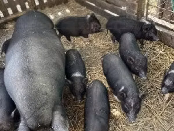Мэгж, 