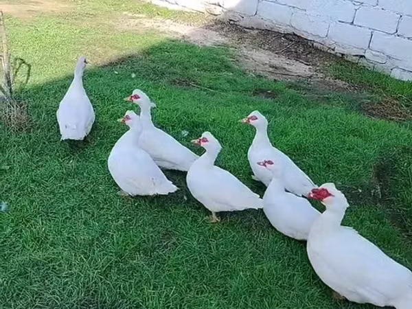 Ducks