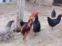 Chickens — photo 3