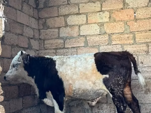 Bulle, Kasachische Weißkopfkuh