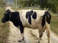Cow, Russian Black pied cattle — photo 1
