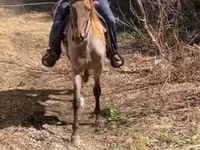 Caballo, Rocky Mountain Horse — foto 5