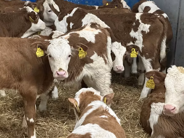 牛只（批次，未指定性别）, Simmental cattle