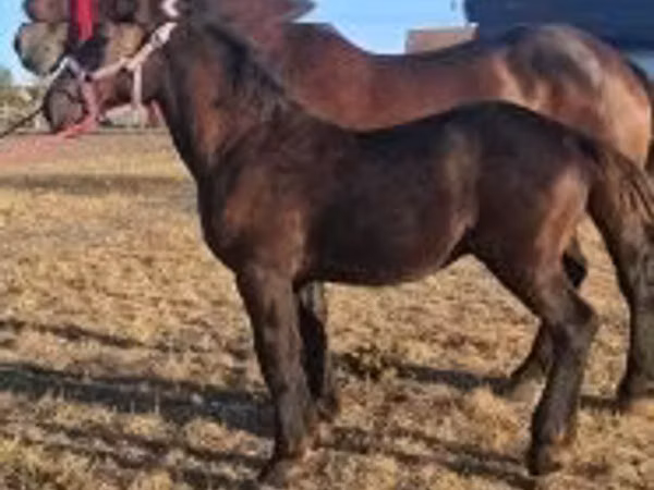 Адуу, Percheron