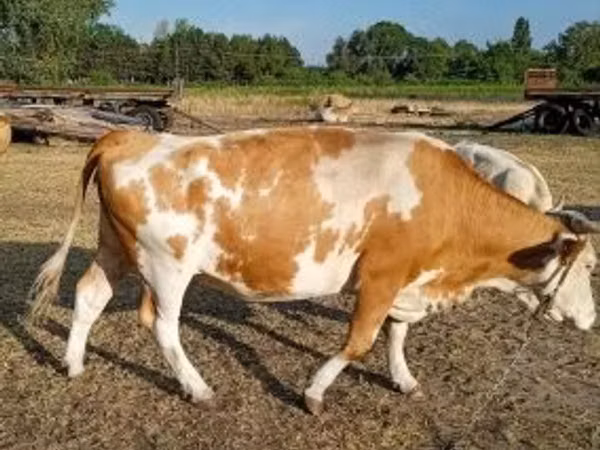 母牛, Simmental cattle