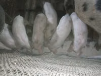 母猪, Pigs — 照片 1