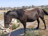 Азаргагүй морь, Skyros Pony — 1 зураг