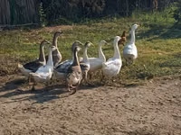 Geese — 照片 2
