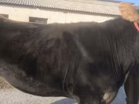 母牛, Swiss cattle — 照片 6