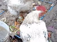 Chickens — 3 зураг