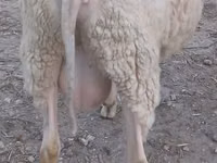 मेढ़ा, Bessarabian sheep — फ़ोटो 2
