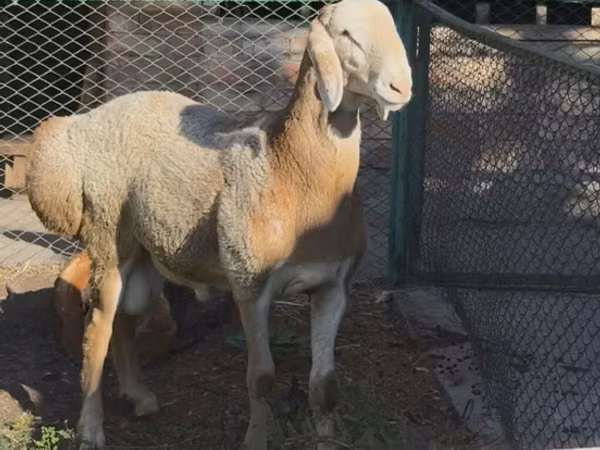 Хуц, Arashan sheep