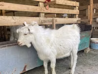 बकरी, Saanen goat — फ़ोटो 4