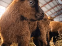 Billy Goat, Saanen goat — photo 8