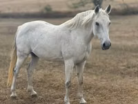 Азаргагүй морь, Shagya — 4 зураг