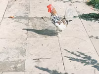 Japanisches Bantam — Foto 3