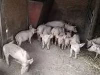 Pigs (batch, sex not specified), Pigs — photo 3