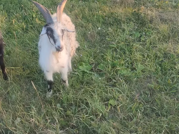 Billy Goat, Goats