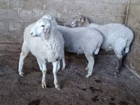 Oveja, Merino sheep — foto 3