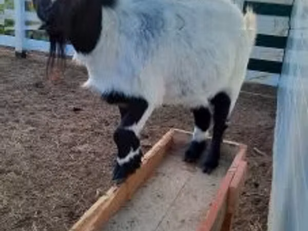 बकरी, Nigerian dwarf goats