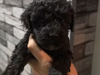 1aylıq Toy Poodle balaları – qara rəngli, sıx qıvrım tüklü Məhsulun — foto 2