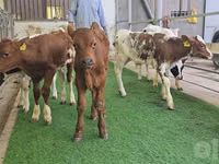 Bull, Cattle — photo 1