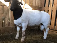 Widder, Dorper sheep — Foto 2