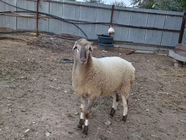 Ovejas (lote, sexo no especificado), Ovejas