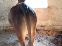 Үнээ, Red Estonian cattle — 1 зураг