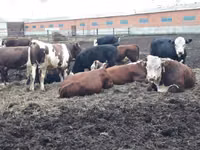 Toro, Simmental cattle — foto 7