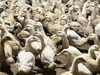 Ducks — Foto 1