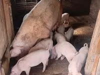 Boar, Pigs — photo 1