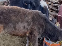Cow, Cattle — photo 6