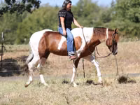 Horse (M), American paint horse — photo 5