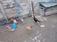 Chickens — 照片 2