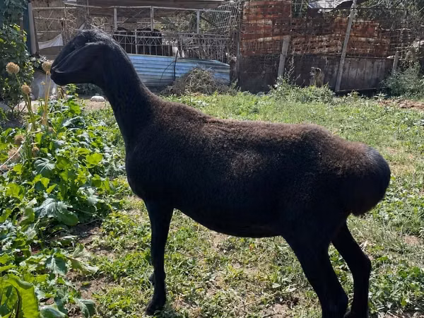 Schaf, Arashan sheep