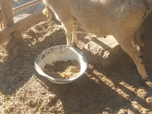 Ram, Sheep