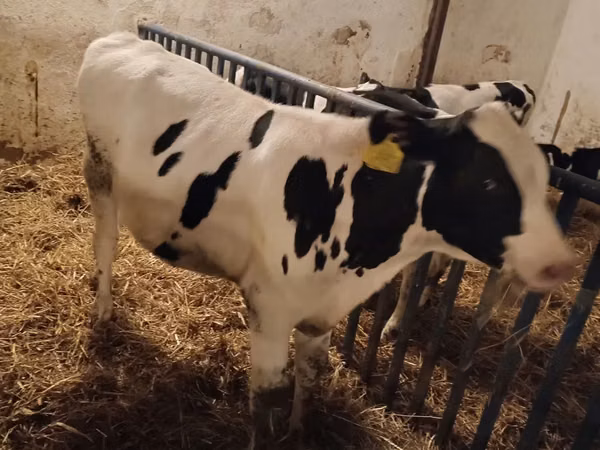 Bull, Russian Black pied cattle